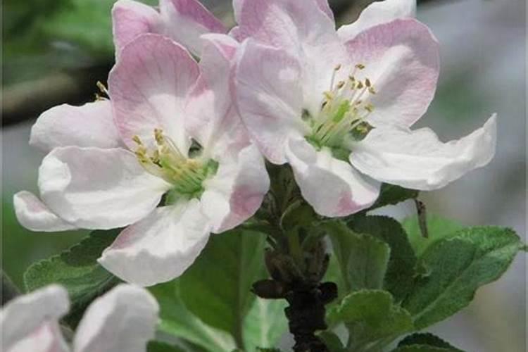 苹果一年施肥一览表