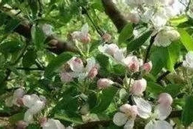 苹果树追肥的方法是什么？