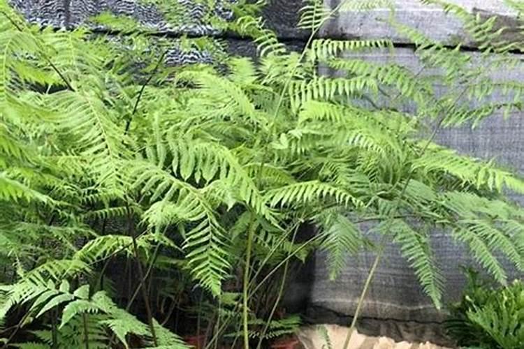 花生增产种植用腐植酸水溶肥,怎么用合适