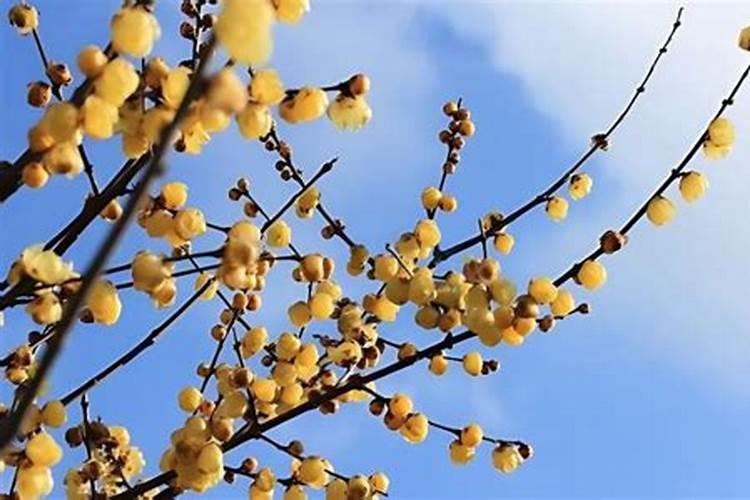 大豆如何做肥料