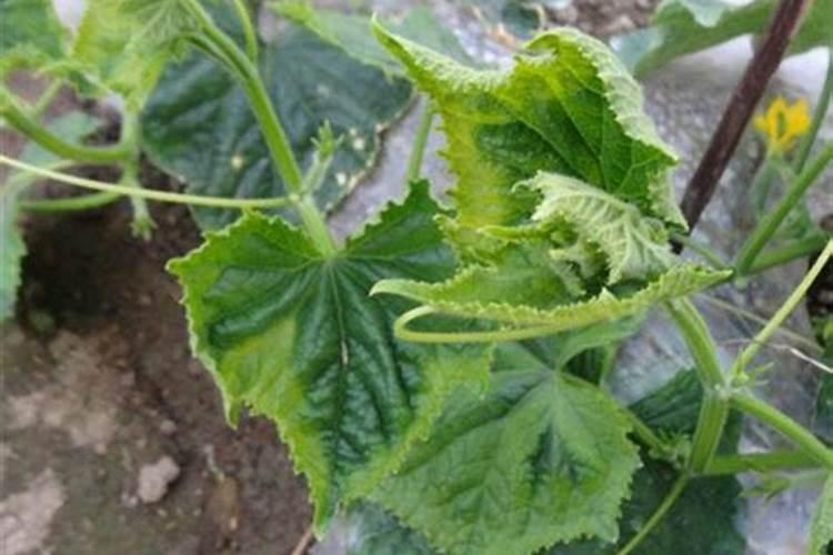 夏季杜鹃花施肥方法