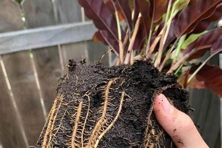 花生落叶怎么治