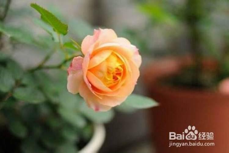 月季多久施一次肥 施肥时间及方法