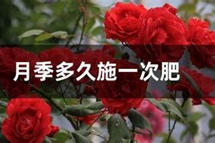 月季多久施一次肥(施肥时间及方法)