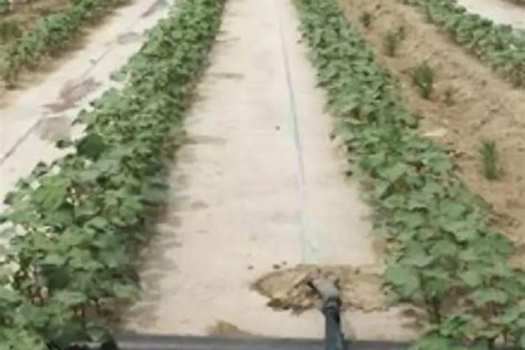 氮肥过量如何解决