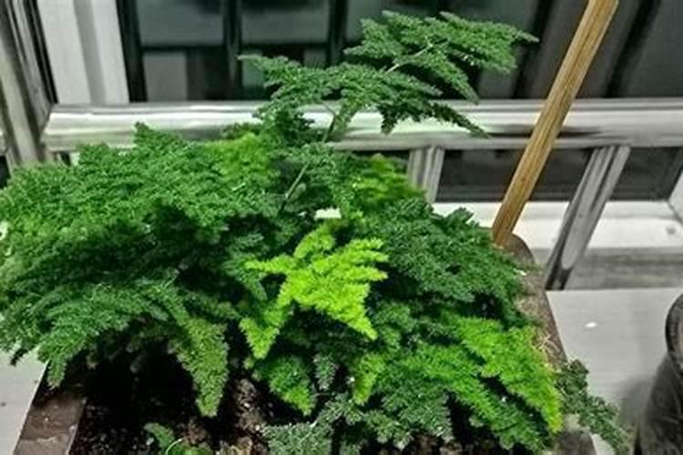 文竹怎么养才能更旺盛