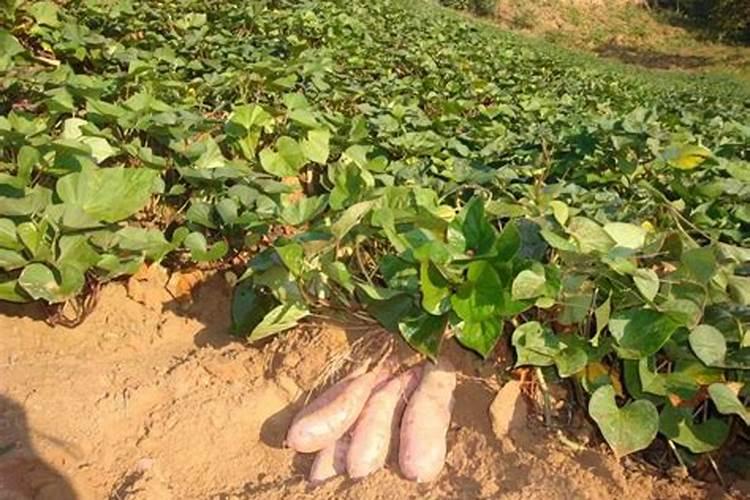 钾为什么不能输太快