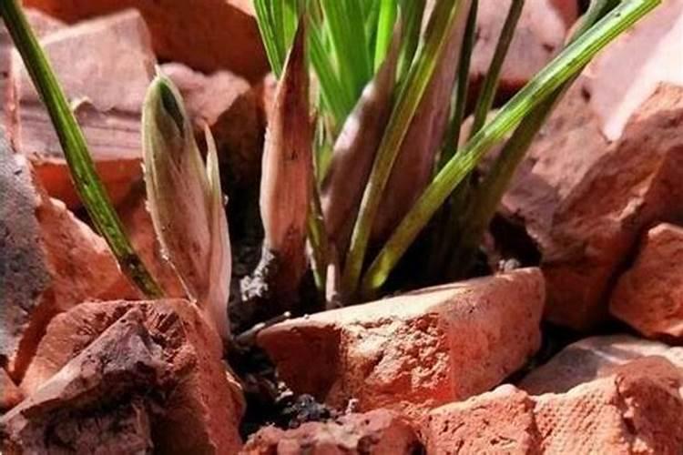 柑橘老树接活后多久打顶？