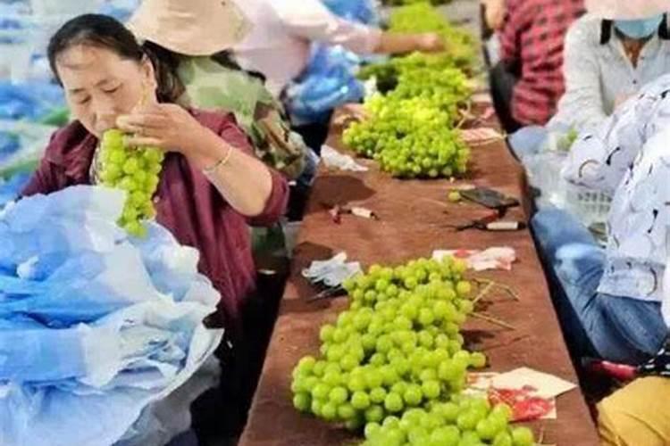 辣椒秧微量元素喷施多了会起药害吗