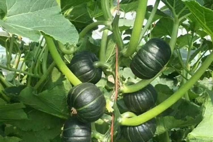 水溶肥有什么作用和优点