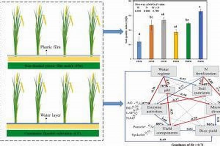 番茄怎么施肥才能高产