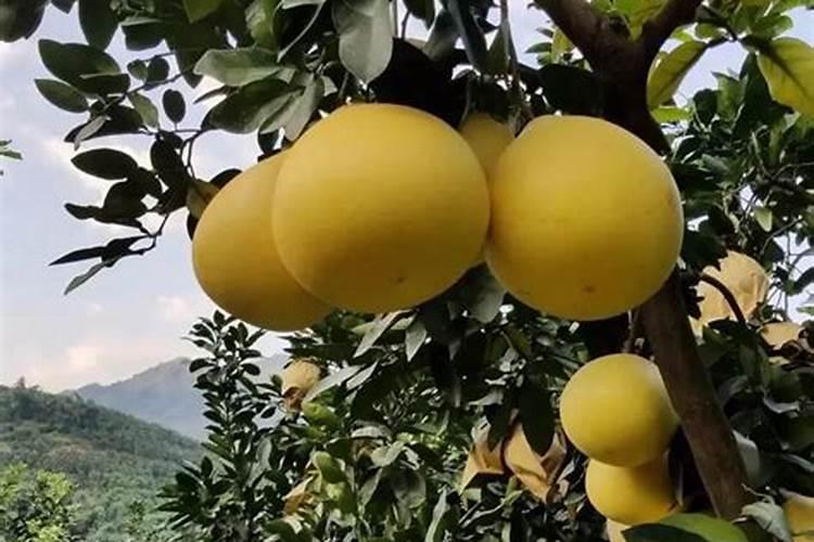 河南哪里产大樱桃