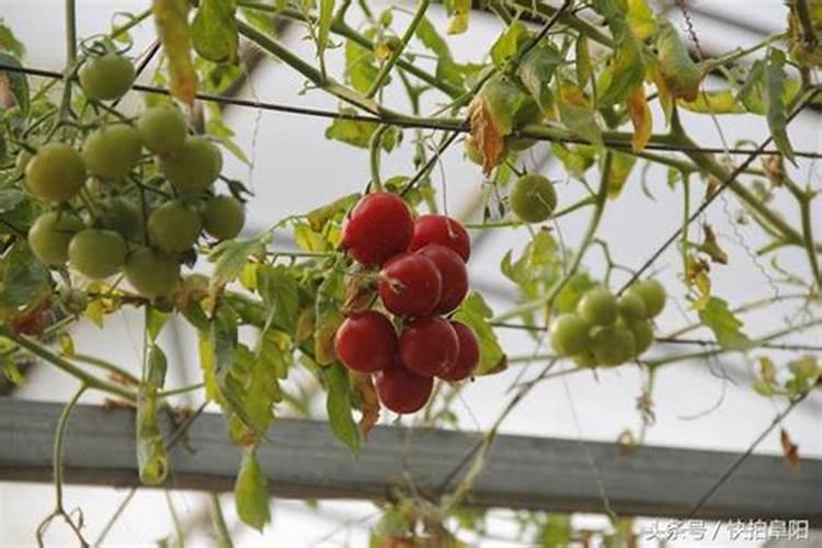 番茄结果期施什么肥好