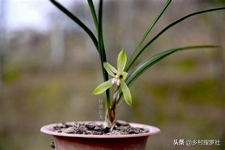 兰花什么时候施肥最好,兰花施肥用什么肥最好(氮磷钾肥)