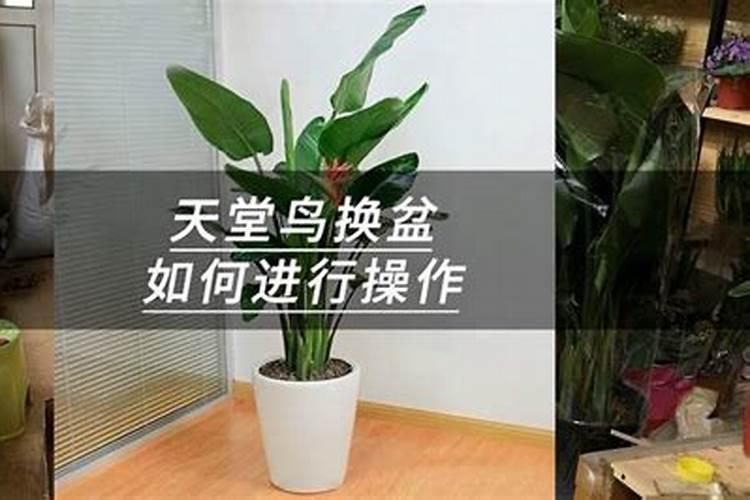 葡萄裂果怎么补救