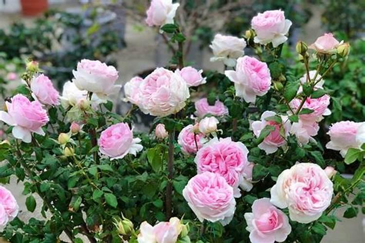 芹菜蔫了怎么办