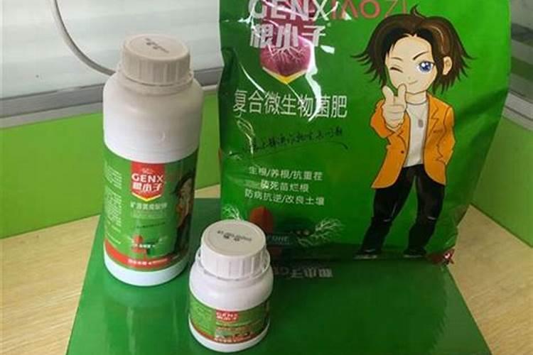 五星花怎么养才能爆盆