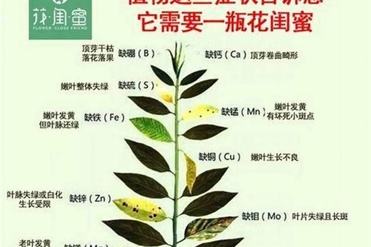 海藻精的正确使用方法