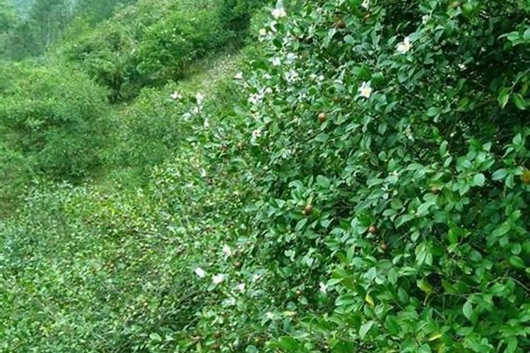 高磷钾液体肥料是什么