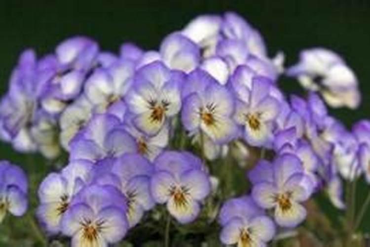 拼多多上买的磷酸二氢钾1元1斤到底是什么品质肥料？