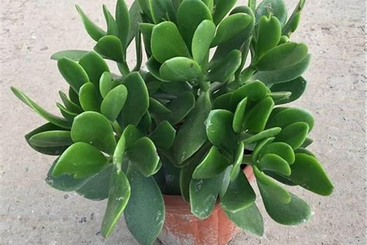 泰穗钾液体肥的价格是多少