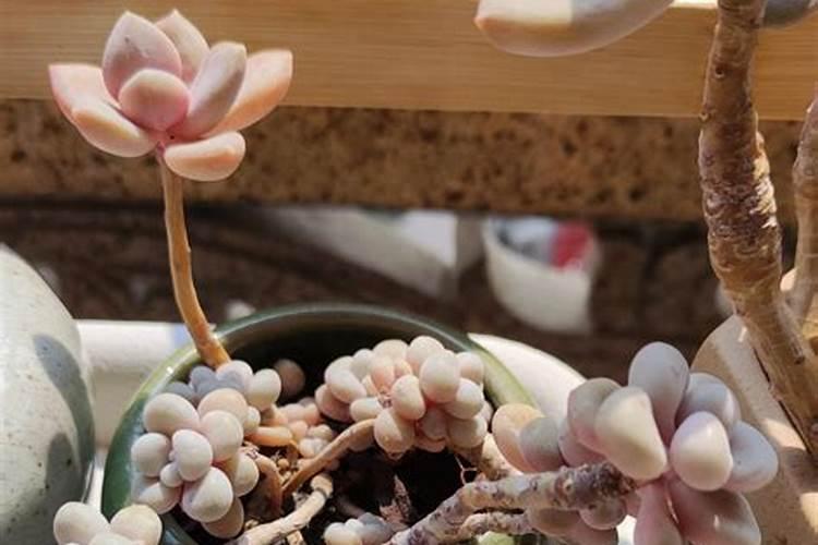 现在给水稻田打农药要注意什么(就是除草剂一类的)？