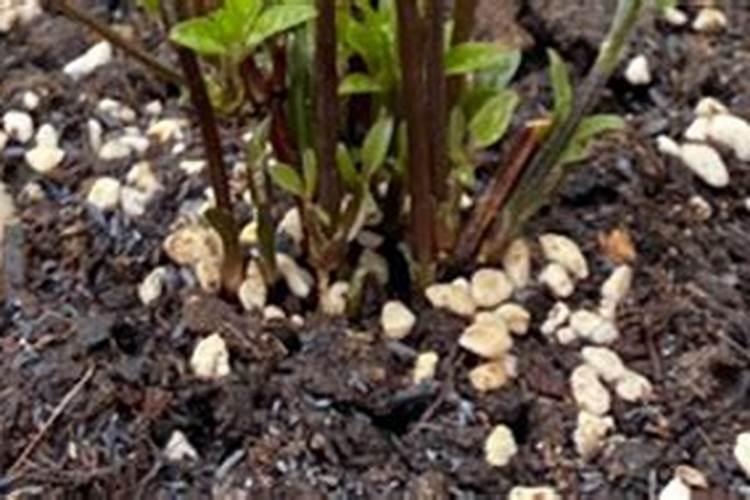 蜜柚不同生长阶段怎么施肥 施肥技巧总结