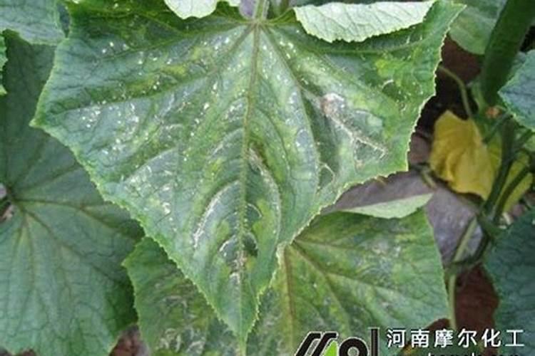 三七作物能用硅钾叶面肥吗