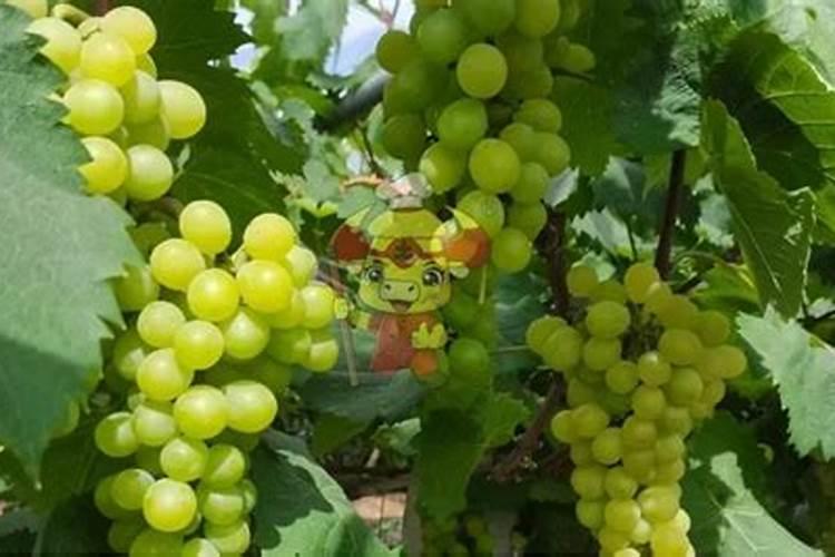 夏季香菜怎样防止抽苔