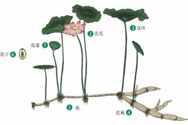 栽种莲藕的时候,有哪些肥料是禁止使用的呢？