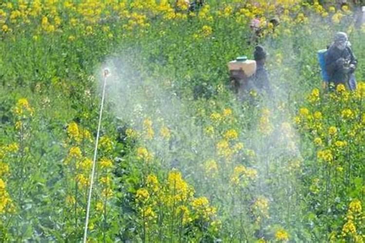 苹果树补钙的叶面肥有哪些