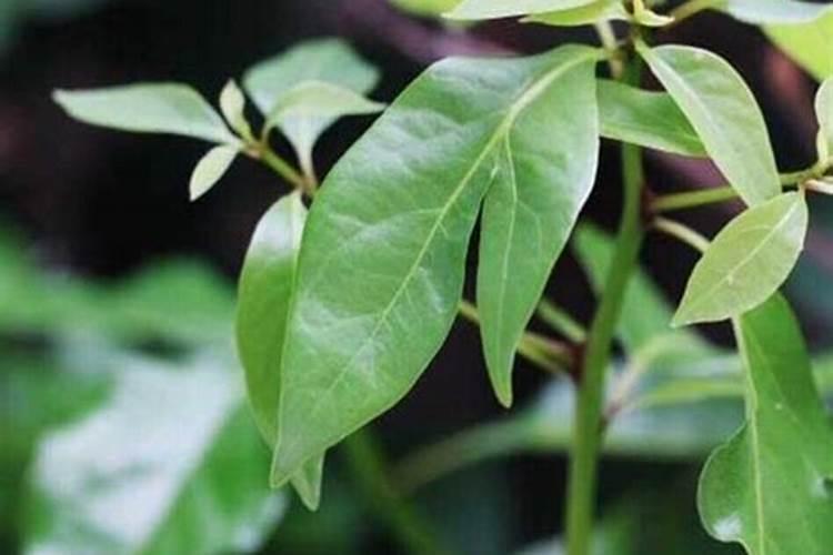 桉树用什么肥料长得快