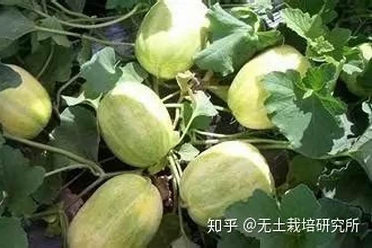 甜瓜小苗期施肥方法 甜瓜生长期较短