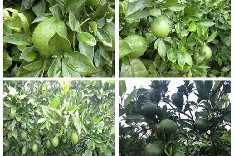 现在种植什么农作物最赚钱