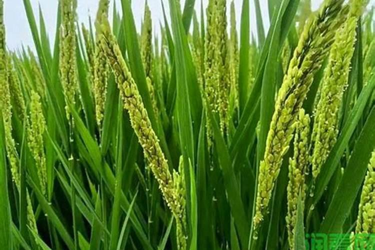 水稻硅肥正确使用方法 什么时候使用效果好