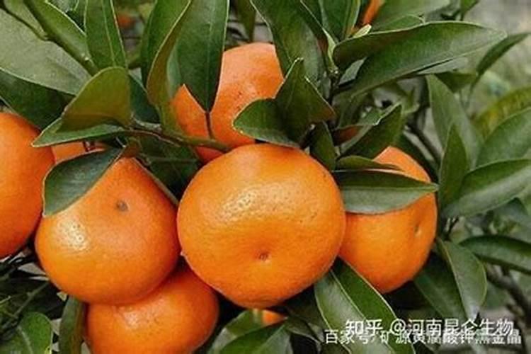 什么是“腐熟的豆饼水”？怎么做才能用来浇花呢？