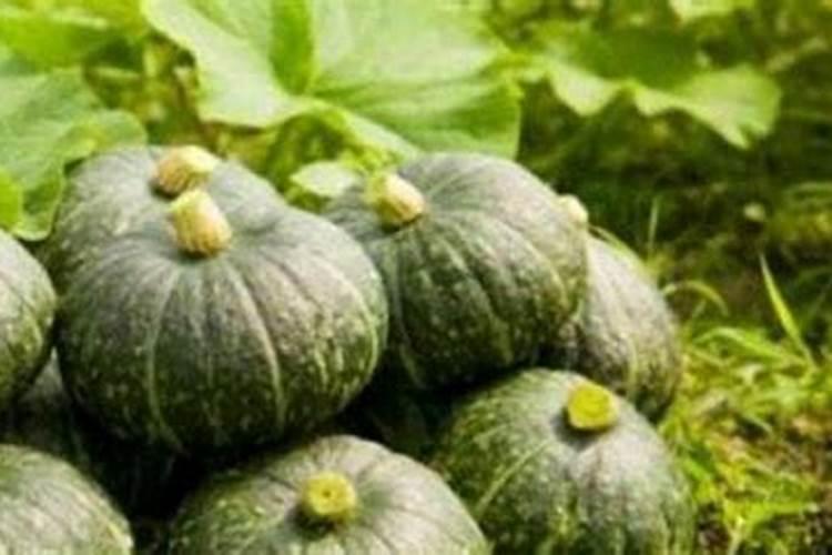 请问南瓜膨瓜期施什么肥料好？