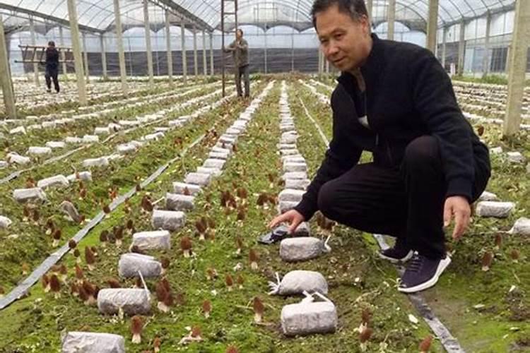 农户自己种菜,什么方法蔬菜长得好、产量高,并能控制住病害发生？