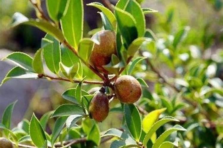 想咨询一下剪下来的玫瑰花没放在水里能活多长时间？急!急!急!