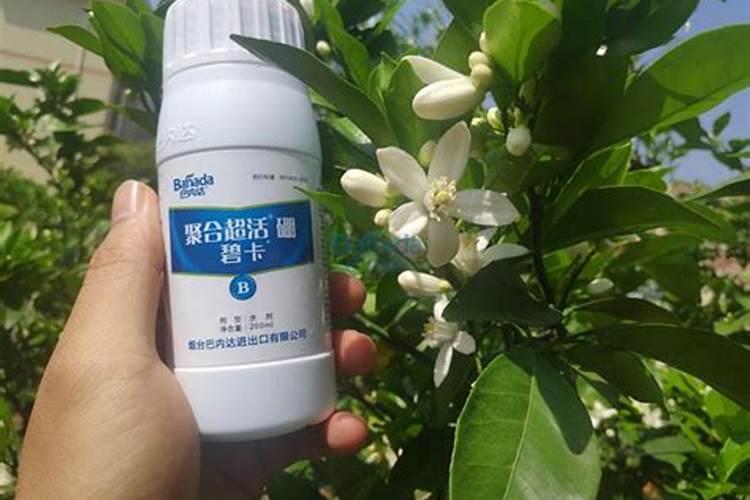 豆饼怎么发酵做肥料最简单的方法