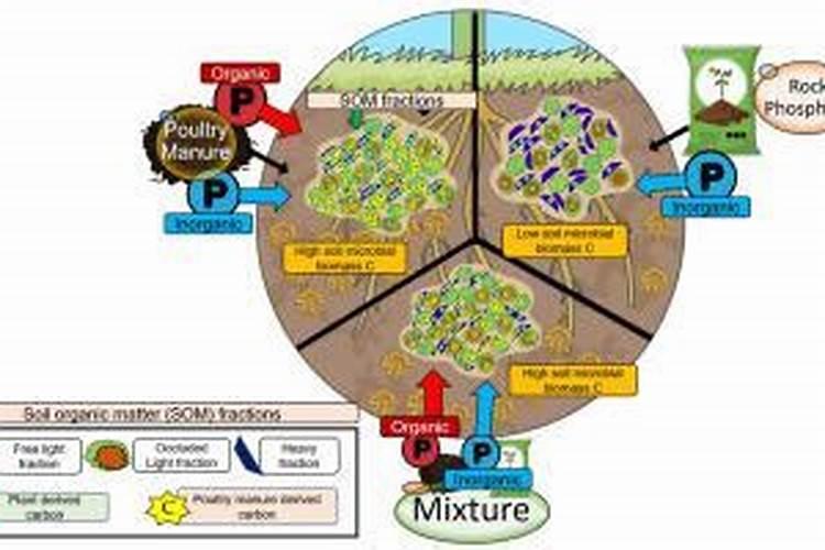 秋季,月季弱苗如何养护？