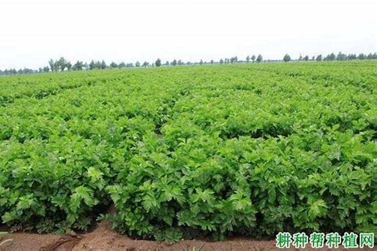 扦插的月季苗弱而担心移栽死苗,怎样把弱苗养壮实而根多根旺？