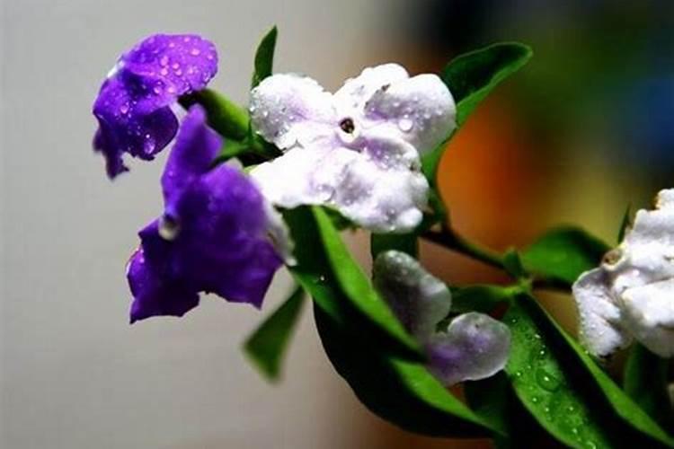 保力丰水溶肥用量