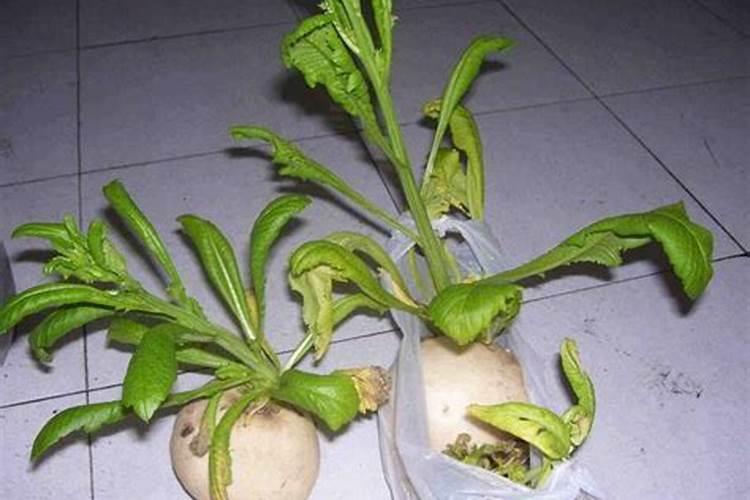 川芎中药化学成分