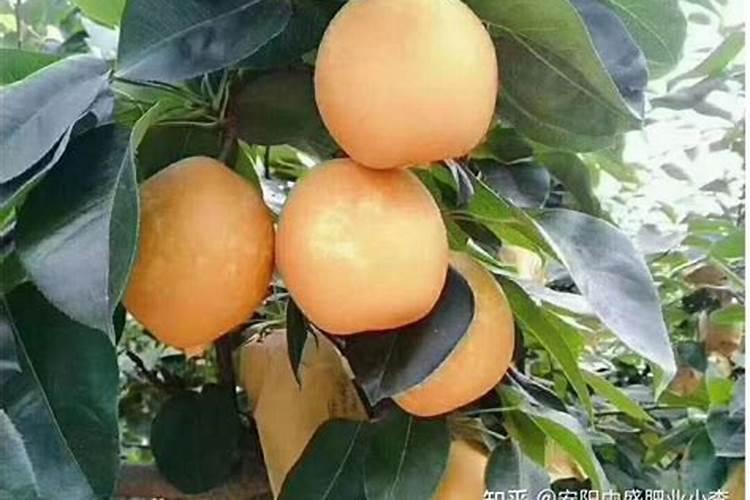 两年葡萄树苗的修剪法