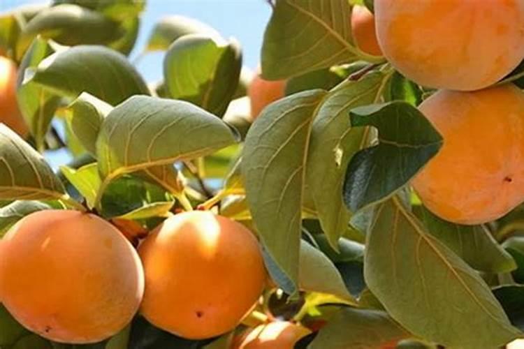 当年移栽的两年桂花树苗什么时候修剪