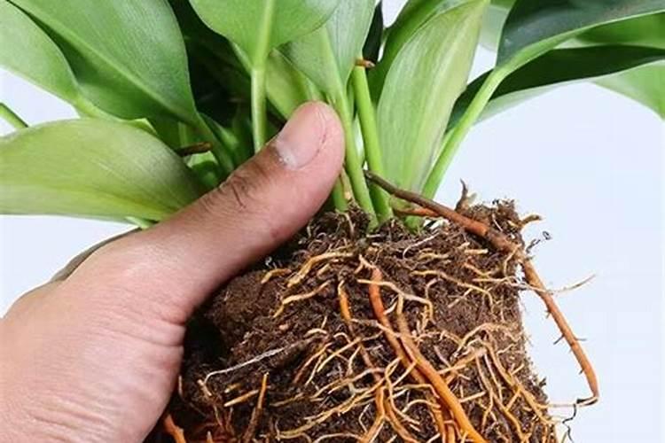 大豆底肥施用化肥怎.么配比