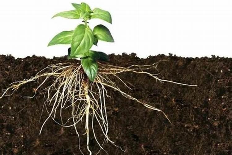露天种植杭椒技术我想露天种植杭椒,不懂技术,求问