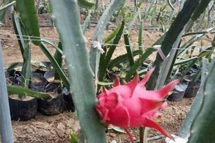 海藻酸肥料功效与特点