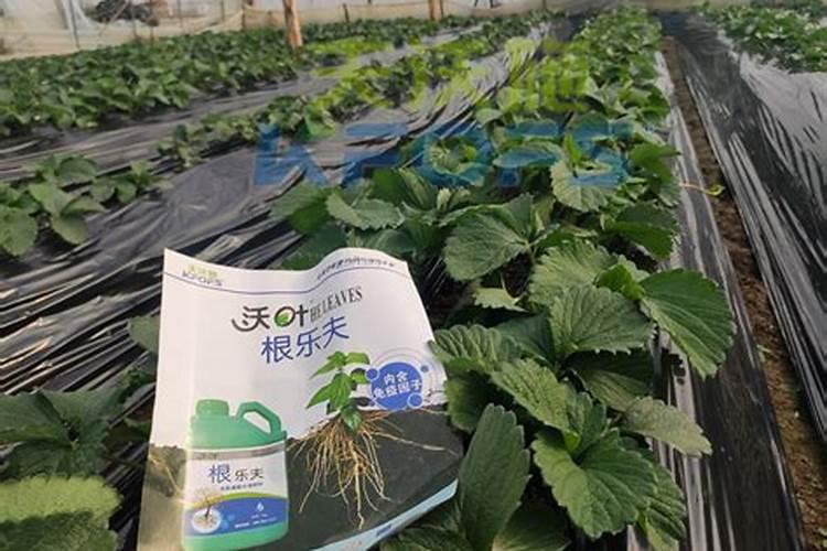 一斤草木灰顶多少钾肥